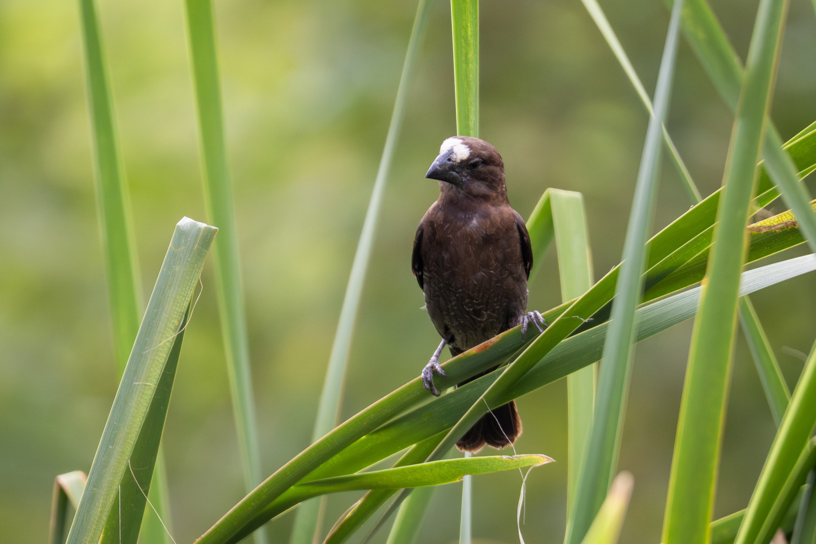 image Thick-billed Weaver